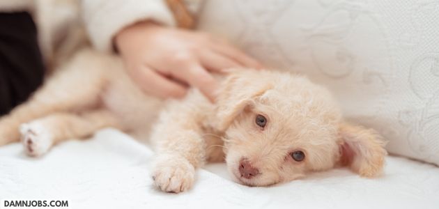 Best Jobs For People Who Love Animals