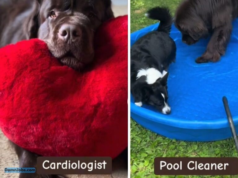 Adorable TikTok Dogs Proving They’re Better at Jobs Than You!