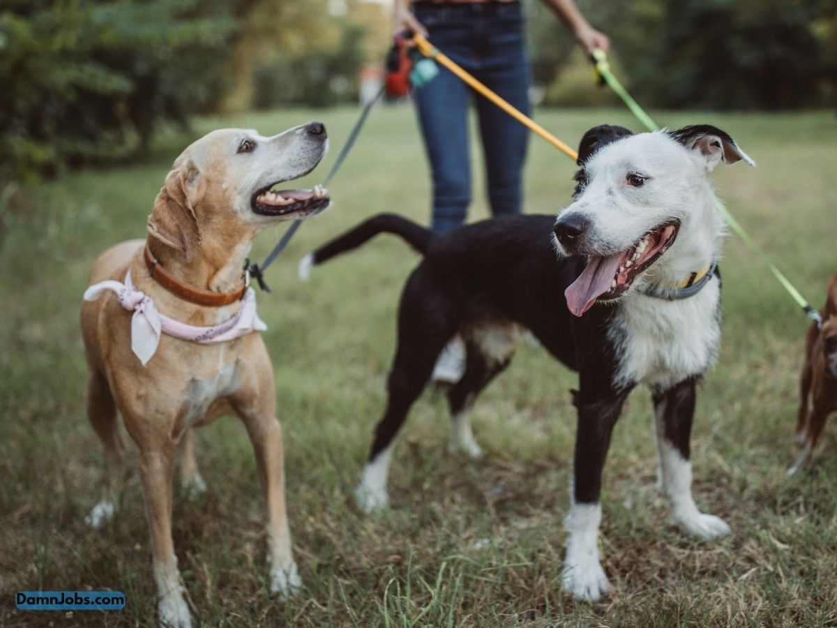 Inside the World of Professional Pet Sitting: A Day in the Life