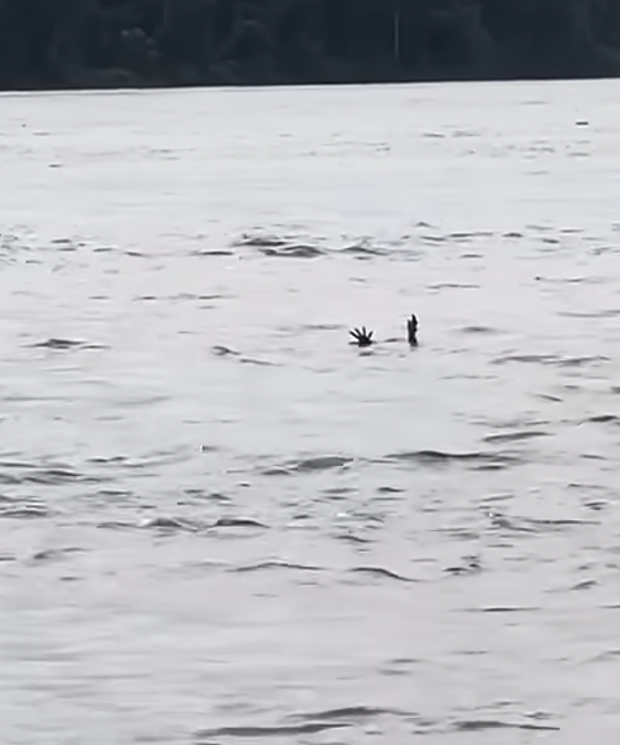 Crocodile pretending to drown