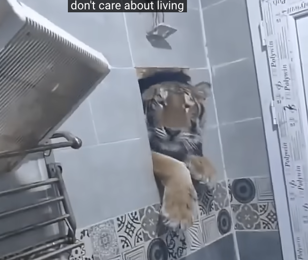 Living Next to a Zoo Tiger Tries to Get into My Bathroom!