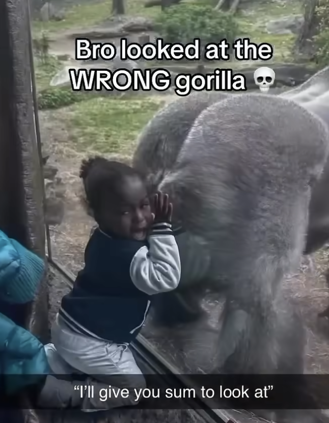 Gorilla Surprises Kid at Zoo by Showing Its Behind!