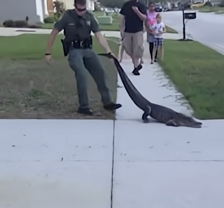 Police vs Street Gator! It’s Just a Gator… Walking?!