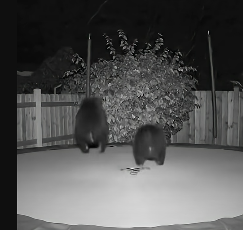 Two Baby Bears Jumping on Trampoline at Night! 