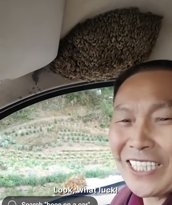 Man Calmly Keeps Driving With Thousands of Bees in His Car