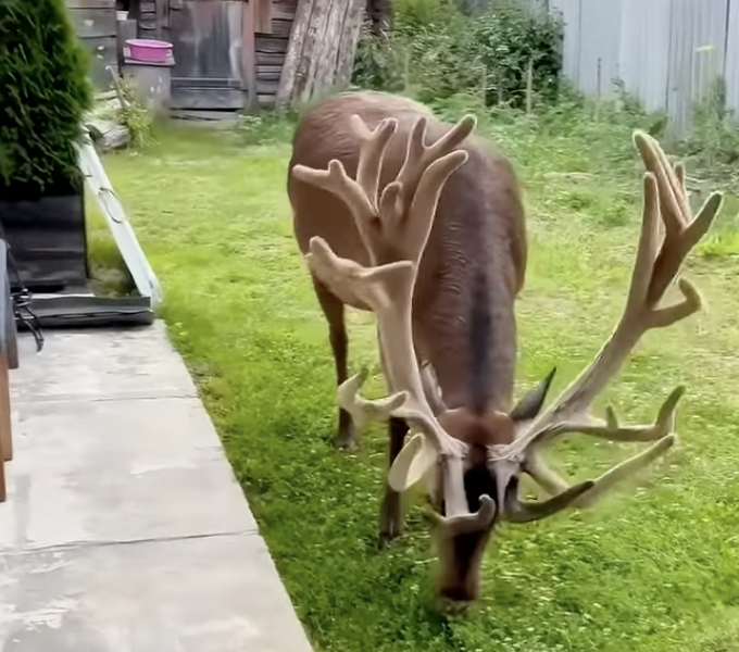 This desperate elk blocked traffic to save his friend until...