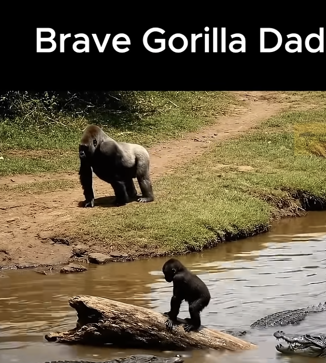A Father Gorilla’s Courage