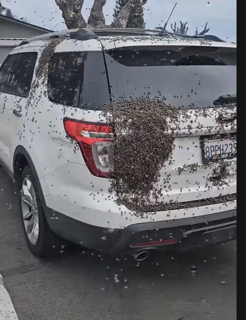 Bee Rescue at an elementary school. This swarm of honey bees settled on a car.