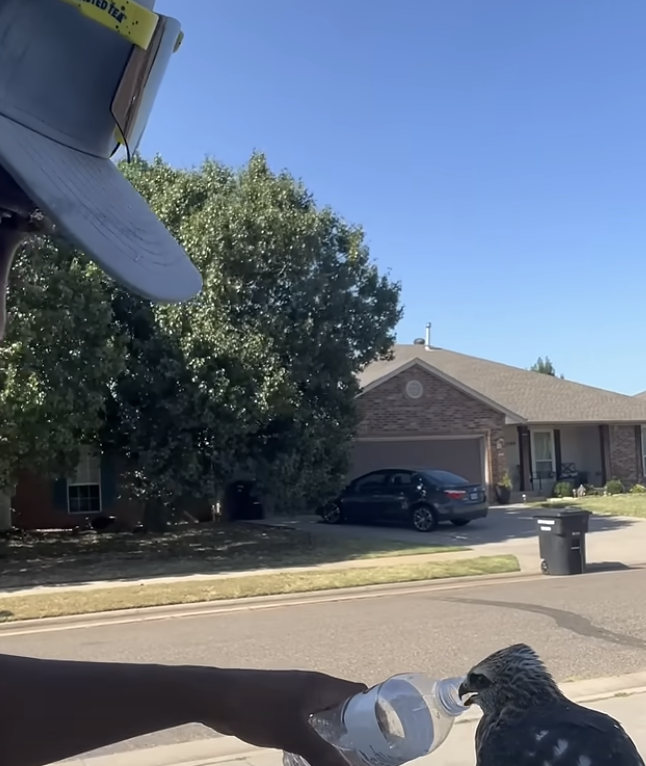 Crazy Experience!! Happy to Help 😭 Meet the Hawk Whisperer