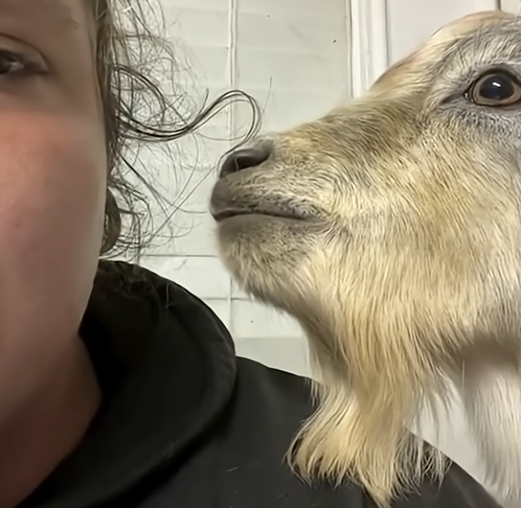 Having an argument with my goat