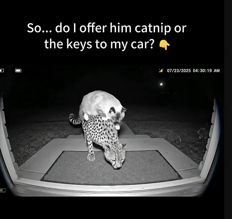 My cat brought home a Jaguar.Not the car.🐆