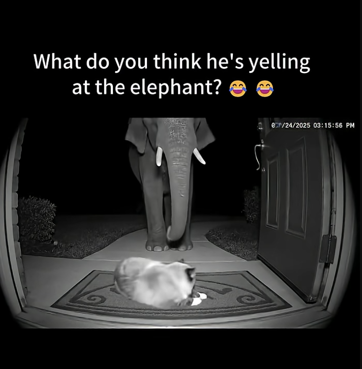 My cat is Not happy with his late-night chauffeur.