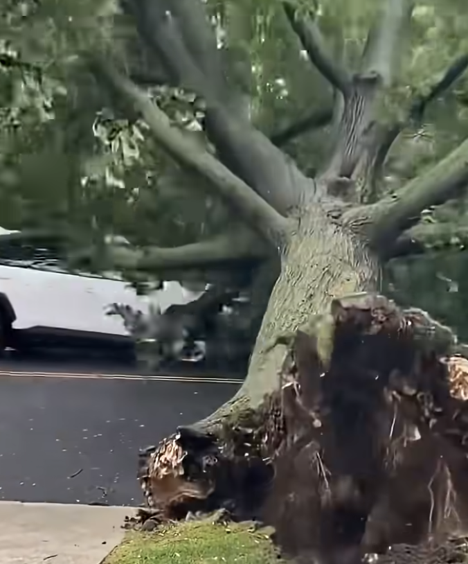 Strong winds knocked down trees